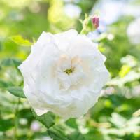 John Andreas Sørensen